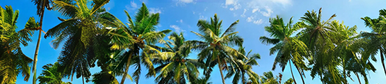 Coconut Shell Activated Carbon
